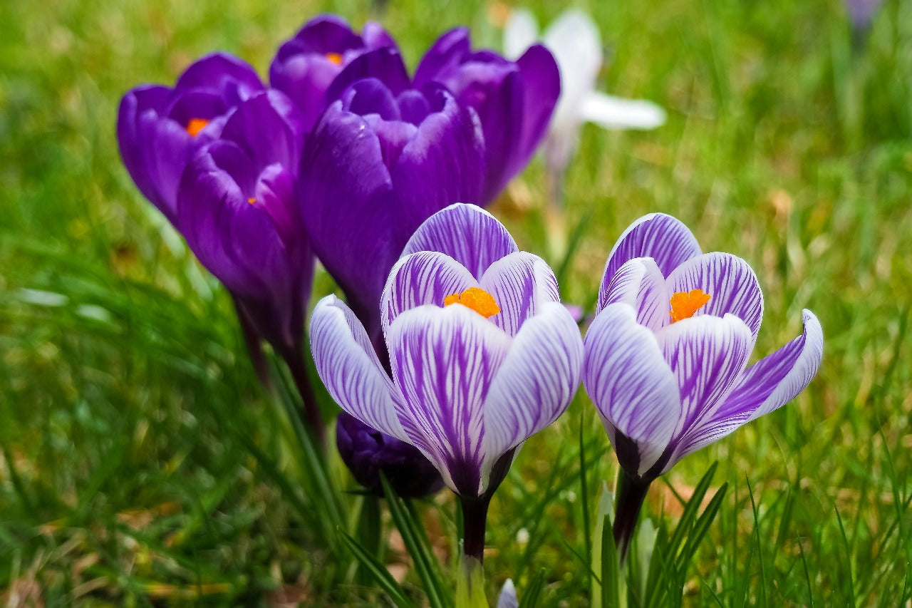 Best Spring Picks by Our Brain, Gut, and Metabolic Experts